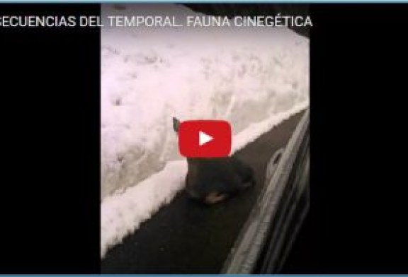 CONSECUENCIAS DEL TEMPORAL. FAUNA CINEGÉTICA