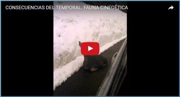 CONSECUENCIAS DEL TEMPORAL. FAUNA CINEGÉTICA