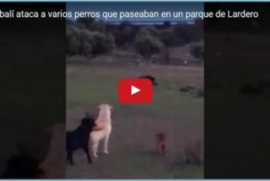 Un jabalí ataca a varios perros que paseaban en un parque de Lardero