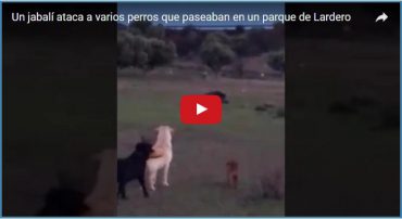 Un jabalí ataca a varios perros que paseaban en un parque de Lardero