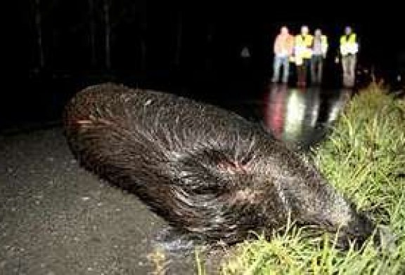 ADECANA pide soluciones para prevenir los accidentes de tráfico con la fauna silvestre