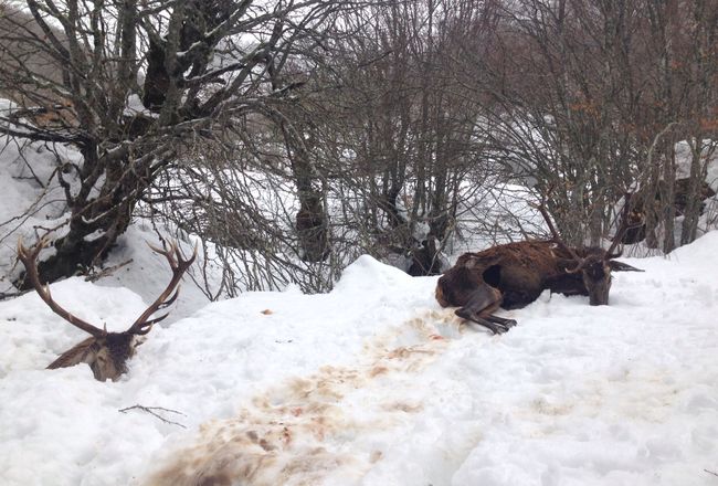 Los cazadores piden comida para la fauna ante las nevadas