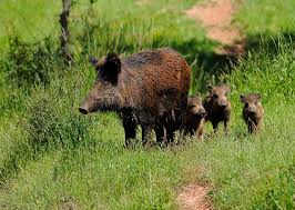 Cazadores de Gipuzkoa quieren llamar la atención sobre el crecimiento de la población de jabalíes y corzos en los diferentes montes de la comarca.