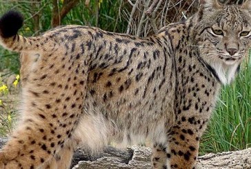 Reintroducen conejos en zonas del lince al tiempo que reducen daños en agricultura