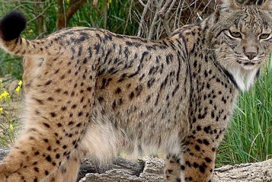 Reintroducen conejos en zonas del lince al tiempo que reducen daños en agricultura