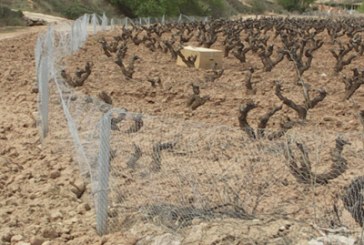 El conejo generó en la Ribera navarra pérdidas por valor de 1,1 millones