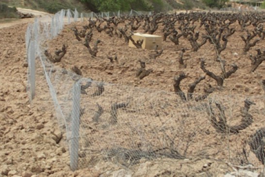 El conejo generó en la Ribera navarra pérdidas por valor de 1,1 millones