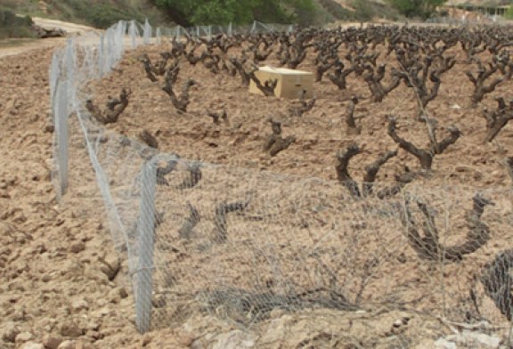 El conejo generó en la Ribera navarra pérdidas por valor de 1,1 millones