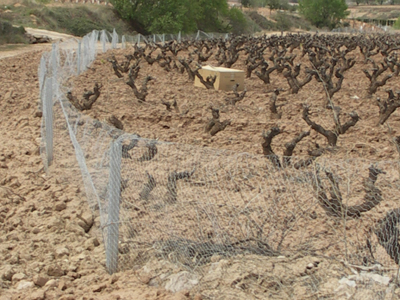 El conejo generó en la Ribera navarra pérdidas por valor de 1,1 millones