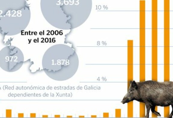 Los jabalíes causan 10 accidentes al día en Galicia