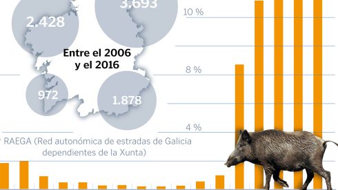 Los jabalíes causan 10 accidentes al día en Galicia