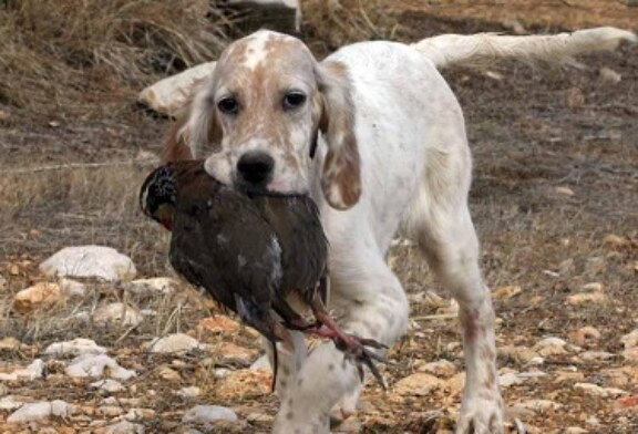 Colectivos y federaciones desmienten tajantemente que haya un abandono masivo de perros de caza al finalizar la temporada