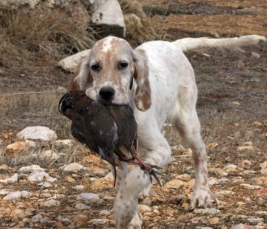 Colectivos y federaciones desmienten tajantemente que haya un abandono masivo de perros de caza al finalizar la temporada