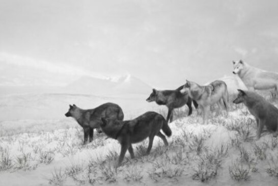 Orín de lobos de Alaska para evitar accidentes de tráfico en Cantabria