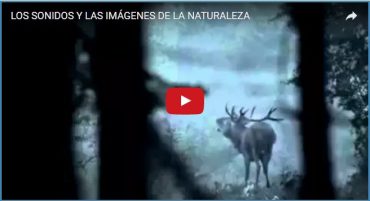 LOS SONIDOS Y LAS IMÁGENES DE LA NATURALEZA