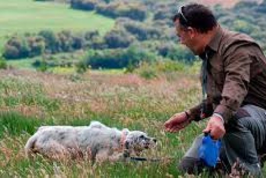 El perro es un deportista nato al que no se le puede descuidar