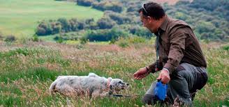 El perro es un deportista nato al que no se le puede descuidar