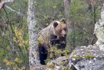 Jornadas en Asturias para aprender a «convivir» con los osos