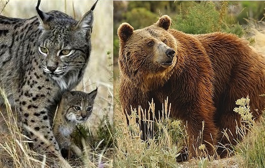 LOS CAZADORES, VOLCADOS EN LOS PROYECTOS DE RECUPERACIÓN DEL OSO PARDO Y EL LINCE IBÉRICO