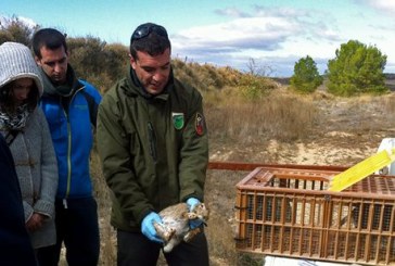 La gestión del conejo en Navarra, clave para el ecosistema