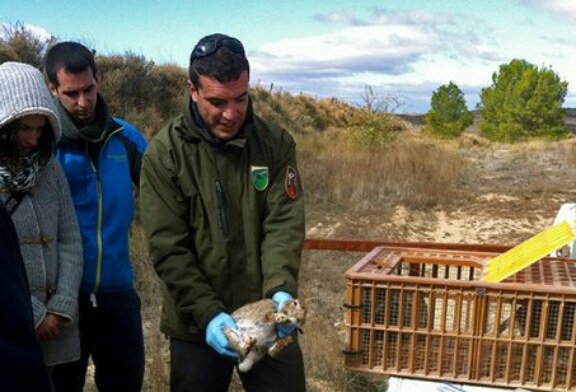La gestión del conejo en Navarra, clave para el ecosistema