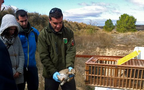 La gestión del conejo en Navarra, clave para el ecosistema