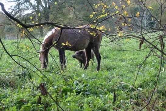 El Gobierno de Cantabria permitirá cazar más jabalíes en cotos costeros esta temporada