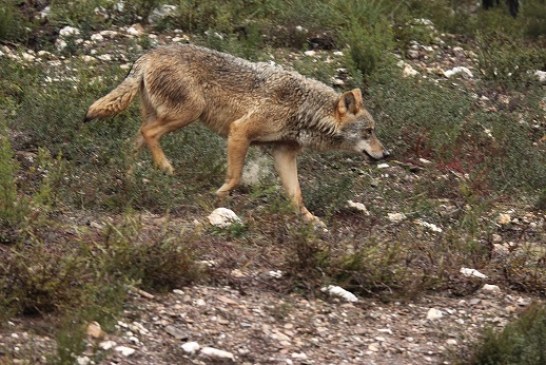 LA PROTECCIÓN DEL LOBO IBÉRICO, SE DEBATIO AYER EN EL CONGRESO