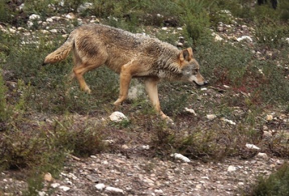 LA PROTECCIÓN DEL LOBO IBÉRICO, SE DEBATIO AYER EN EL CONGRESO