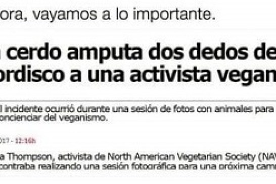 ¡Bienvenid@s a la realidad señores y señoras veganas! Los cerdos también comen carne