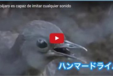 Este pájaro es capaz de imitar cualquier sonido