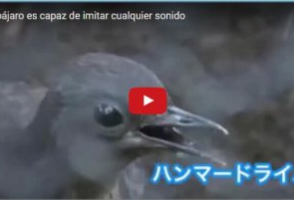 Este pájaro es capaz de imitar cualquier sonido
