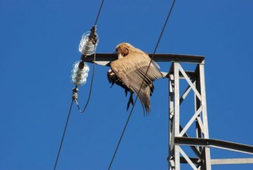 La ONC celebra que el Gobierno regule la adaptación de las líneas de alta tensión para la protección de la avifauna