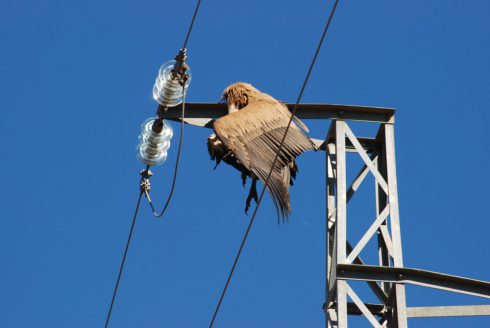 La ONC celebra que el Gobierno regule la adaptación de las líneas de alta tensión para la protección de la avifauna