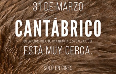 Preestreno en Cantabria: «Cantábrico. Los dominios del oso pardo»