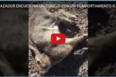 UN CAZADOR ENCUENTRA UN CONEJO CON UN COMPORTAMIENTO RARO…