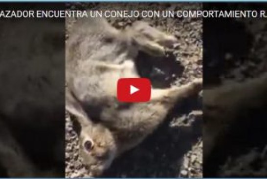 UN CAZADOR ENCUENTRA UN CONEJO CON UN COMPORTAMIENTO RARO…