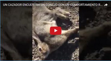 UN CAZADOR ENCUENTRA UN CONEJO CON UN COMPORTAMIENTO RARO…