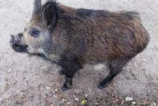 La presencia de ‘cerdolís’ en Navarra supone un peligro para la calidad genética de los jabalíes autóctonos