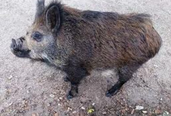 La presencia de ‘cerdolís’ en Navarra supone un peligro para la calidad genética de los jabalíes autóctonos
