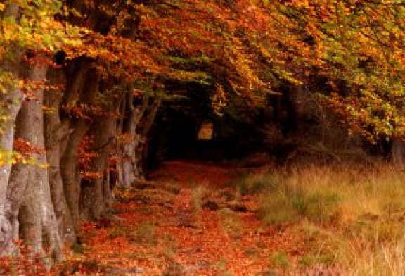 Hoy es el día internacional de los bosques