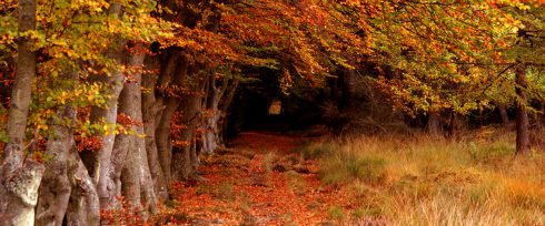 Hoy es el día internacional de los bosques