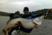 LUCIO DE 32 KG. POSIBLEMENTE RECORD DE ESPAÑA