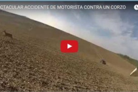 ESPECTACULAR ACCIDENTE DE MOTORISTA CONTRA UN CORZO