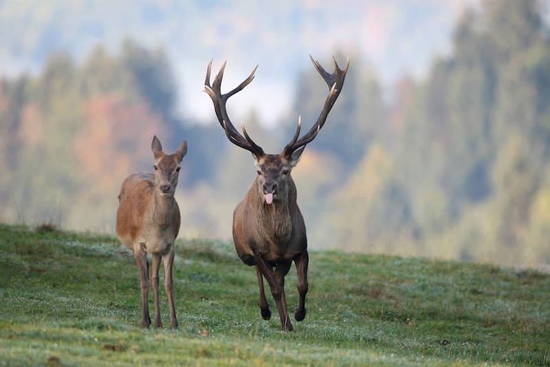 Foto del día: Venado