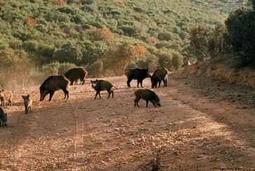 Viniegra de Abajo subasta lotes de caza mayor