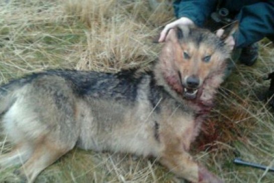 Euskadi: Astros alineados en favor del lobo y en contra del mundo rural