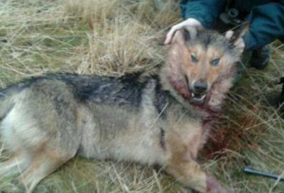 Continúa la polémica con la caza del lobo en Cantabria