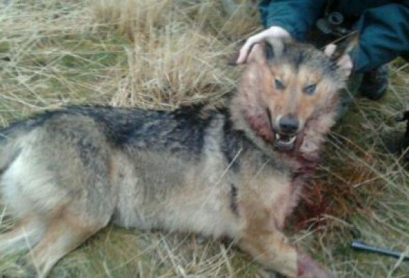 Euskadi: Astros alineados en favor del lobo y en contra del mundo rural