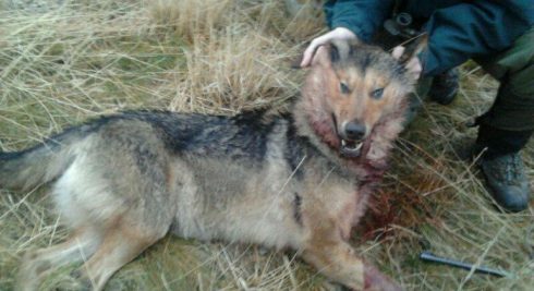 Continúa la polémica con la caza del lobo en Cantabria